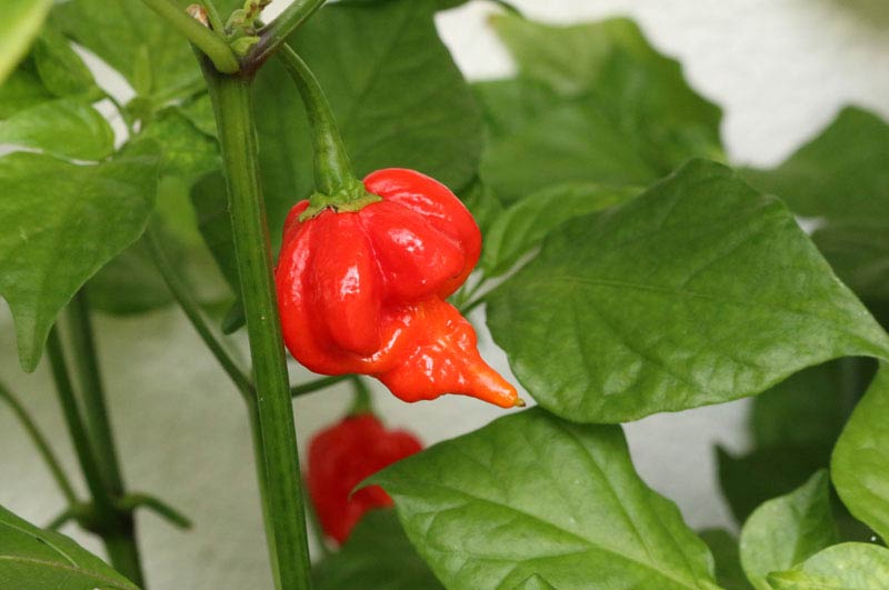 Food Wiki : What is the Hottest Pepper in the World?