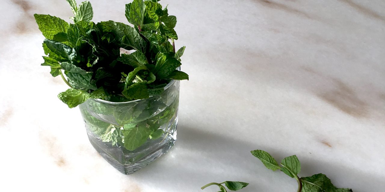 How To Store Mint With These 2 Easy Methods
